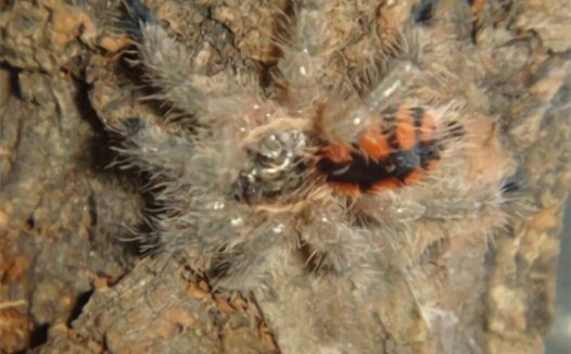 委内瑞拉红间身份信息