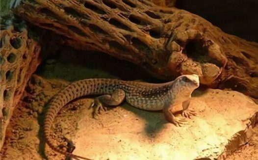 沙漠鬣蜥身份信息