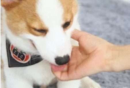 柯基犬的“基因”有多强大网友永远都摆脱不了的小短腿