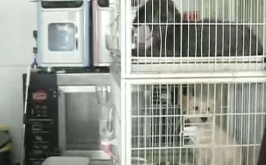 哈士奇给柯基献血丢了命 狗主人:医生没有资格证