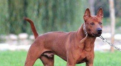 澳大利亚一只猎犬为救小猫险丧命火灾中