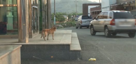 狗狗与爸爸相处5年，爸爸火灾后失踪，狗狗独守废墟，不愿离开！