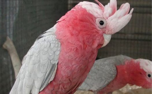 粉红凤头鹦鹉身份信息
