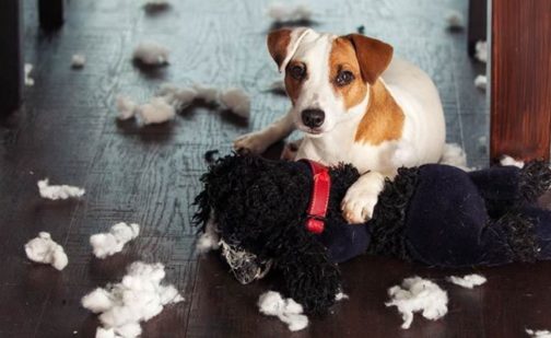 狗子80%的分离焦虑，都是因为主人这几件事…