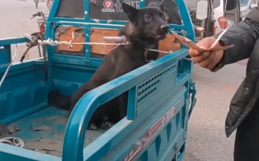 580！被五花大绑狗狗上了狗肉车，看着一直咬绳的狗狗，狗贩：我不敢招，害怕它咬我