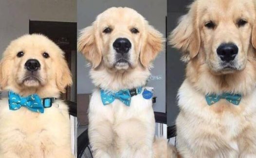 宠物狗的喂养中会出现了身体内部发育问题，所以饲养千万不能盲目