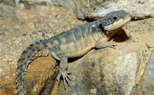 犰狳蜥身份信息