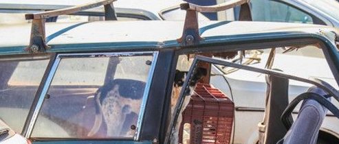 独守车祸残骸10个月 巴西忠心狗苦等死去主人