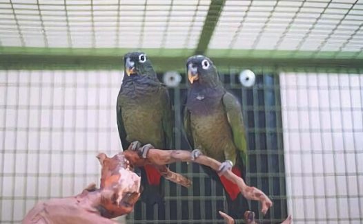 青铜翅鹦鹉身份信息