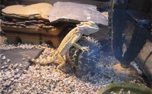 鬃狮蜥身份信息