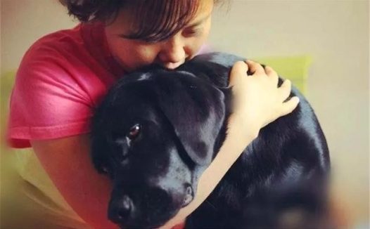 导盲犬珍妮的退休生活