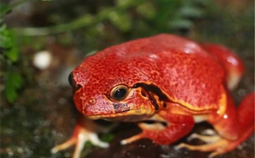 番茄蛙身份信息