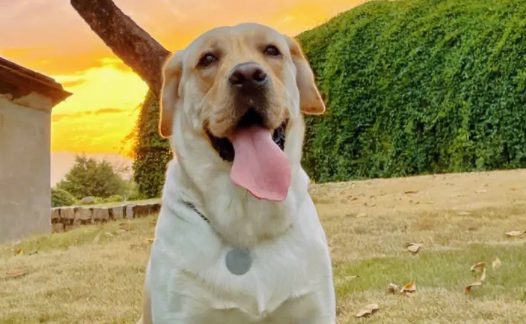 导盲犬拉布拉多犬到南京 保守估计一只费用20万