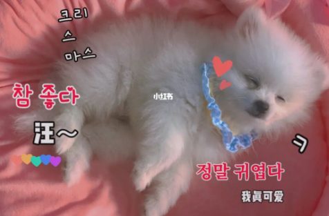 我家博美两个多月,一直特别喜欢狗狗猫猫,又不敢养害怕又花钱又没时间