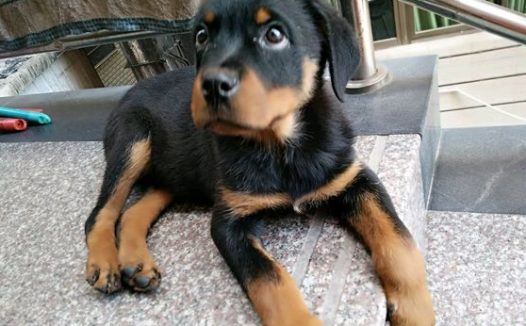 罗威纳洗完澡在大门口吹风,上下楼的人都看它:我不是流浪狗