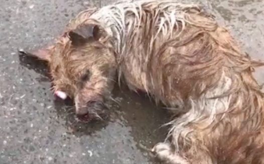 雨天流浪狗被车撞伤,全身多处骨折颈椎断裂