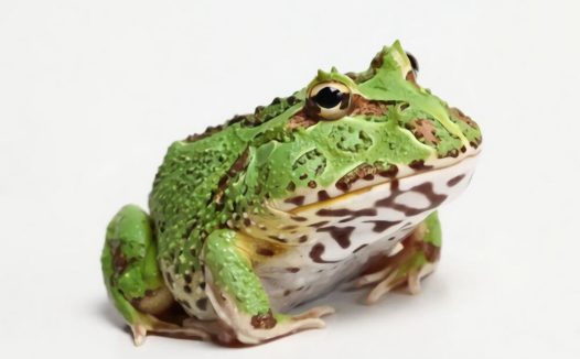 钟角蛙身份信息