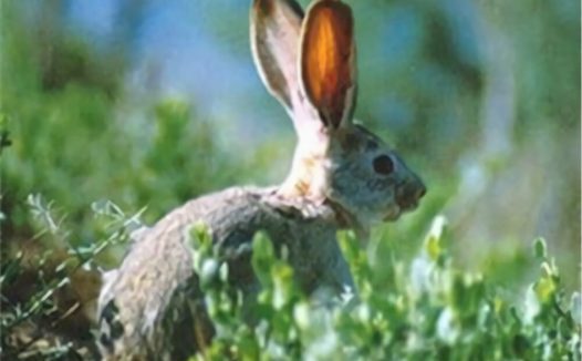 塔里木兔身份信息