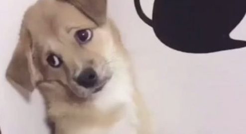 小狗咬坏新凉拖,主人家气恼想处罚它,小狗施展个目光却优柔寡断了