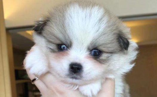 小流浪狗被过路人有意丢花坛上，小宝贝想跳又害怕，急得直手忙脚乱