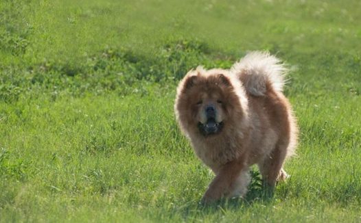 五种长寿的品种狗：小型犬更容易活得久，智商低的它排第一名