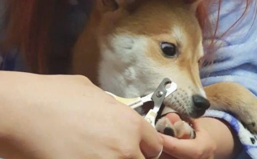 主人家给柴犬剪指甲，它的表情太浮夸都翻眼了：啊，剪到我的肉啦