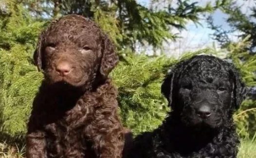 美国境内,斗犬比特已经过时,一种羊头狗身的猛犬,已成第一猛犬