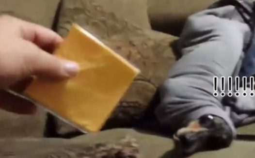 腊肠犬把自己塞到袖子里 当它看到起司就立刻后悔