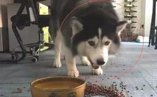 主人踢倒二哈的犬粮,狗狗龇牙大吼,下一秒的行为令人笑喷了