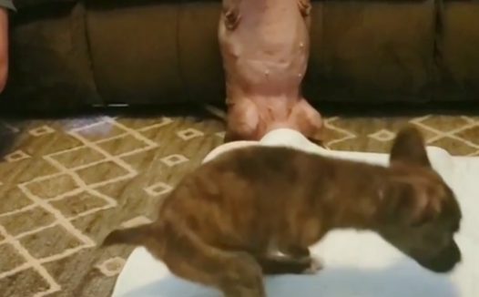 繁殖场出来的畸形狗狗只有两条腿，但天性善良还帮助残疾狗狗