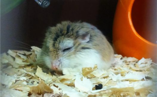 紫衣仓鼠身份信息