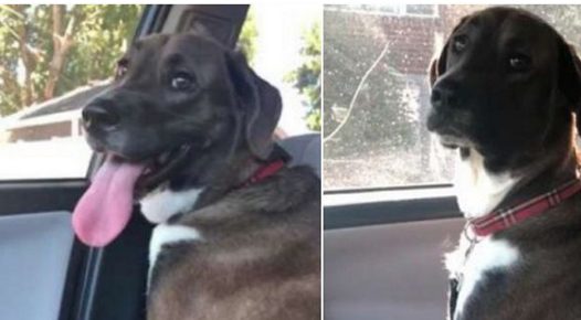 主人骗狗狗去公园玩,结果去看了医生,回来时它的表情渐渐消失