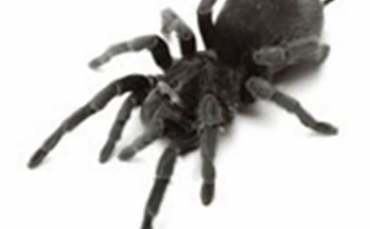 巴西黑身份信息