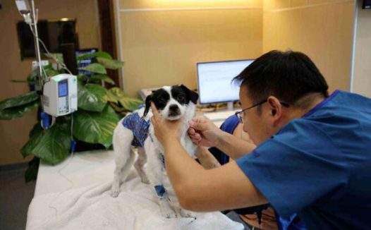 宠物医院不会告诉你,家中常备这些药,狗狗再也不怕生病了