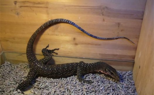 刺尾巨蜥身份信息