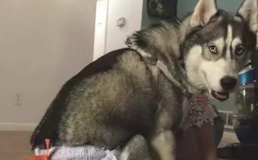 二哈捣蛋却自身暗暗发火，铲屎官买宝宝床取悦，狗狗真的是傲骄得不好