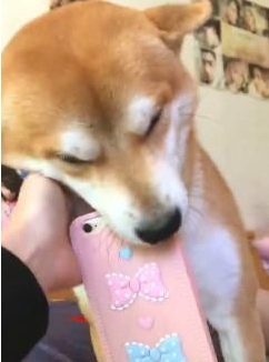 人家的小狗,每日都叼着手机上叫主人醒来,不可以赖床