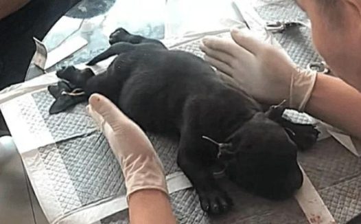 送狗狗去剪耳朵,以为是小手术,结果有去无回,医院说法让人气愤