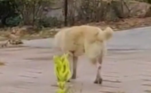 八年的中华田园犬，直到自己生命将尽，悄然离家走……