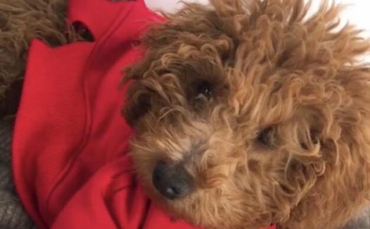 主人模仿网上剪毛方式，狗子却不淡定了：别看某音了！