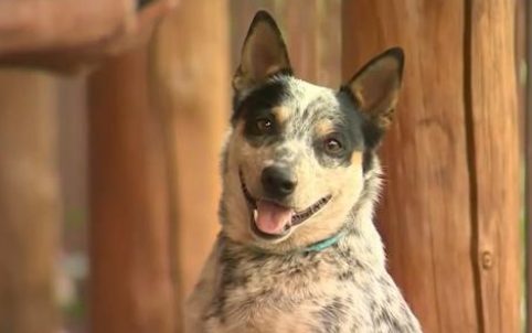 看狗狗冲入火海主人不抱希望,一通电话让他欣喜万分