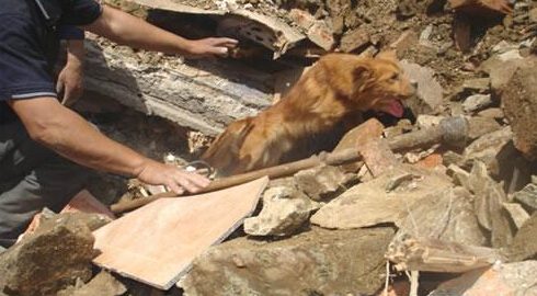 狗狗被埋地下３２天之后幸运地活了下来