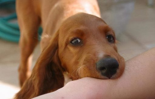 被狗咬了但没出血,要不要打针?别抱有侥幸心理