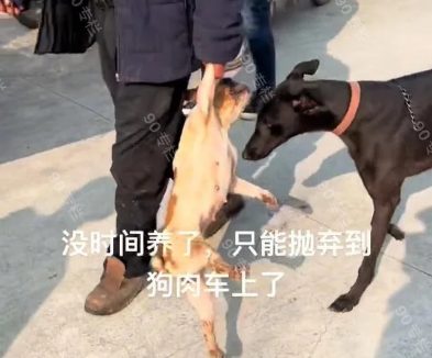 宠物狗也能吃？沛县大量宠物狗被主人扔上狗肉车，“天气凉了”
