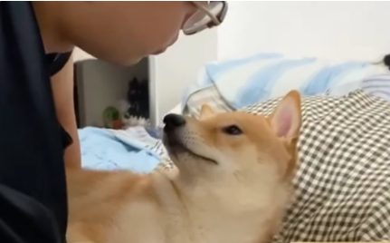 面对主人狂吻,柴犬一脸生无可恋!但有的狗狗并不喜欢亲吻拥抱