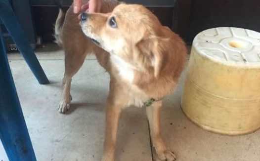 流浪犬被热心人收养，还认为有一个长期饭票，殊不知二天后又沦落街边