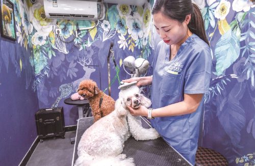 市民出游前想寄养猫猫狗狗常一房难求 “它经济”催热暑期宠物酒店市场