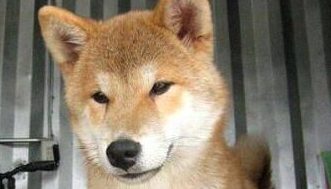 狗狗被捕兽夹夹坏双腿 伤口只剩白骨触目惊心