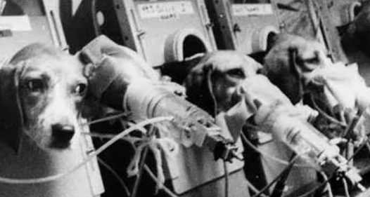 为证明香烟无害,科学家拿狗狗做实验