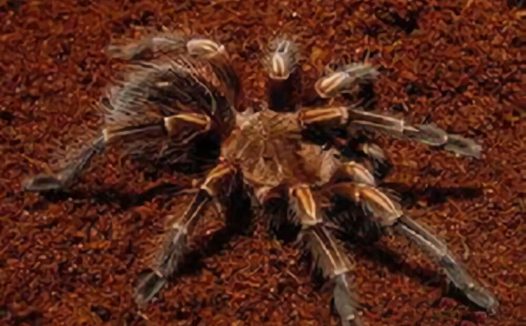 秘鲁金铜身份信息